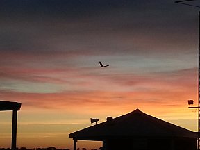 Alan Foley's Bird at Night - Twi Fly April 26th 2014