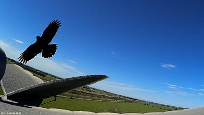 Magpie Attack