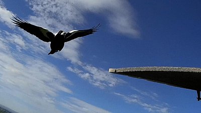 Magpie Attack