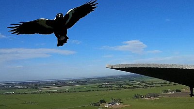 Magpie Attack