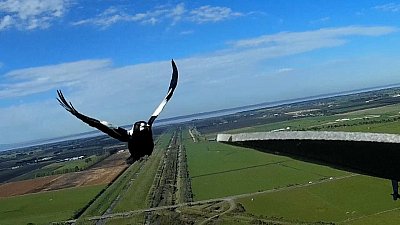 Magpie Attack