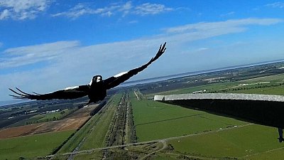 Magpie Attack