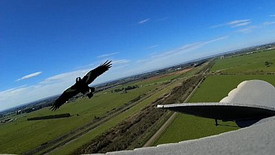 Magpie Attack