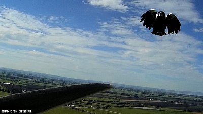 Magpie Attack