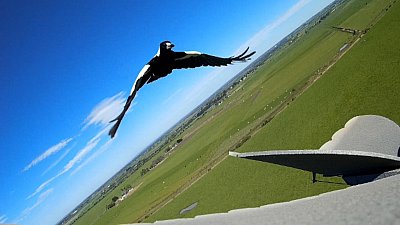 Magpie Attack