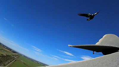 Magpie Attack