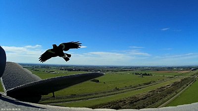 Magpie Attack