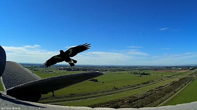 Magpie Attack