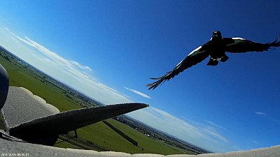Magpie Attack