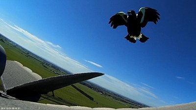Magpie Attack