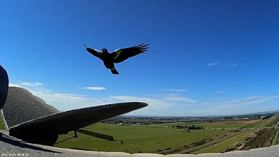 Magpie Attack