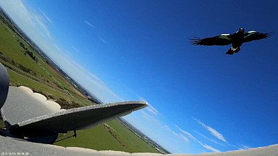 Magpie Attack