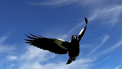 Magpie Attack