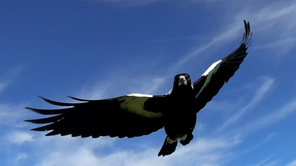 Magpie Attack