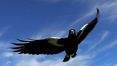 Magpie Attack