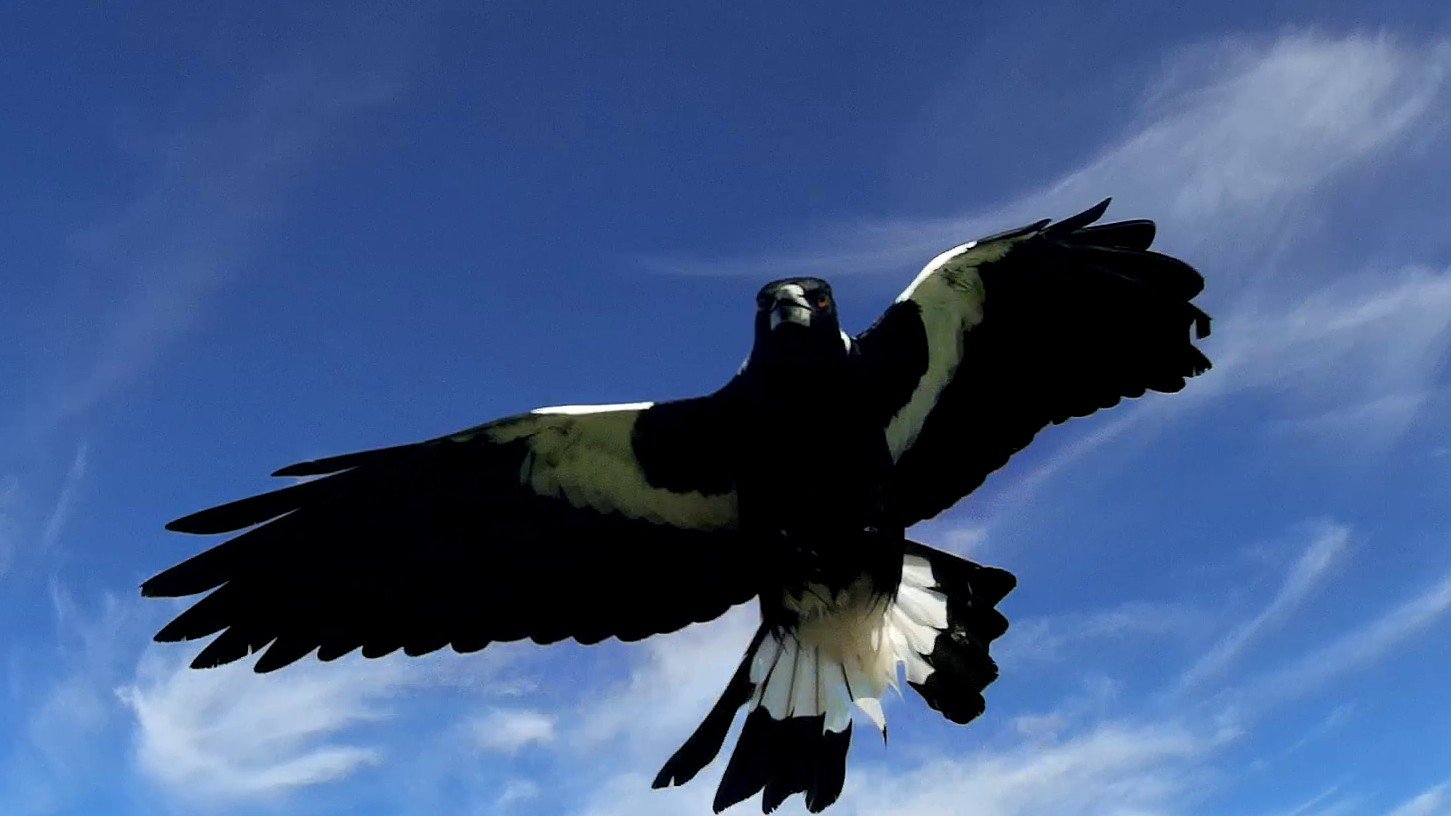 Magpie Attack