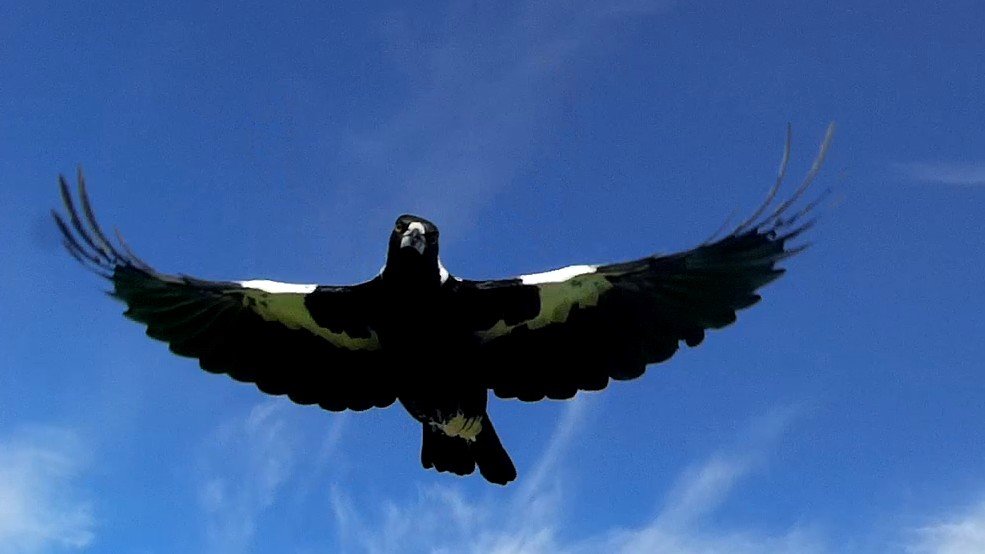 Magpie Attack