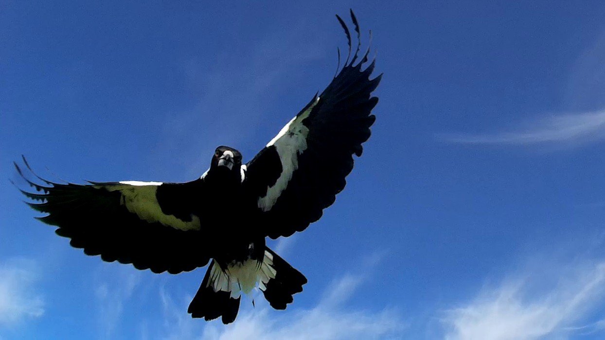 Magpie Attack