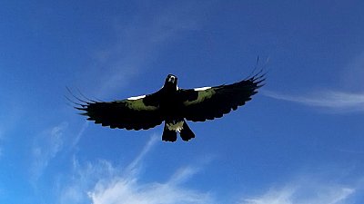 Magpie Attack