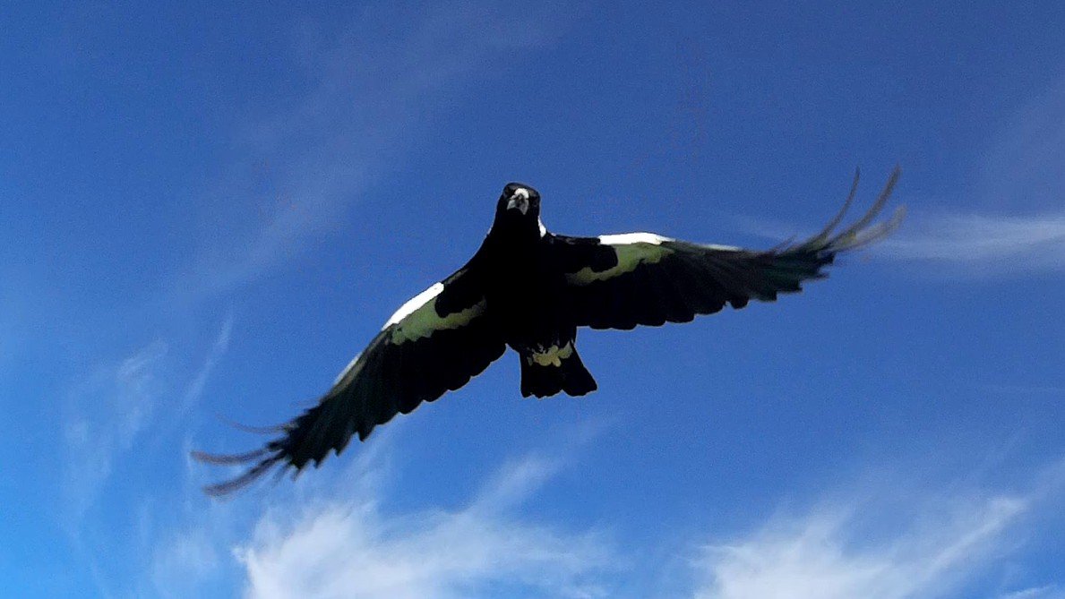 Magpie Attack