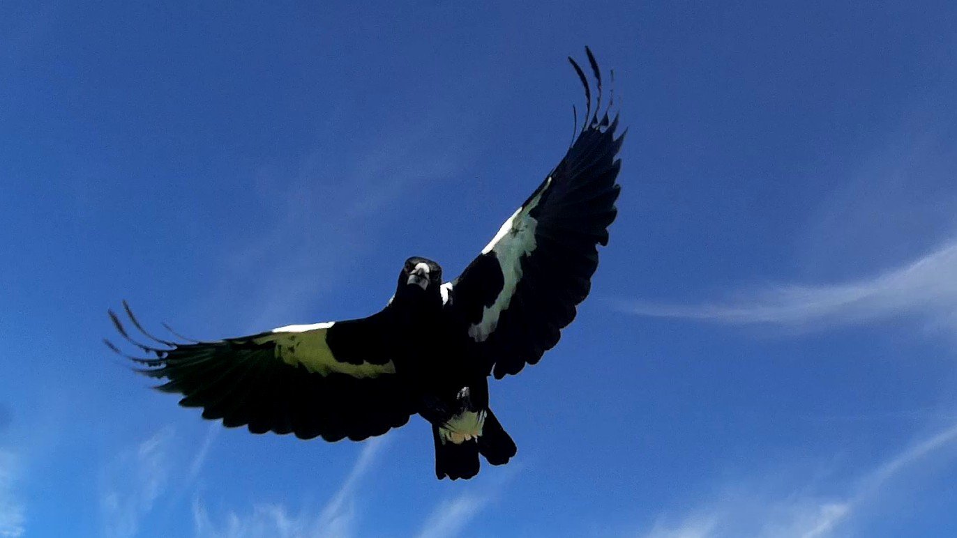 Magpie Attack