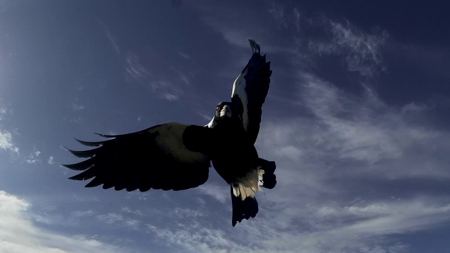 Magpie Attack