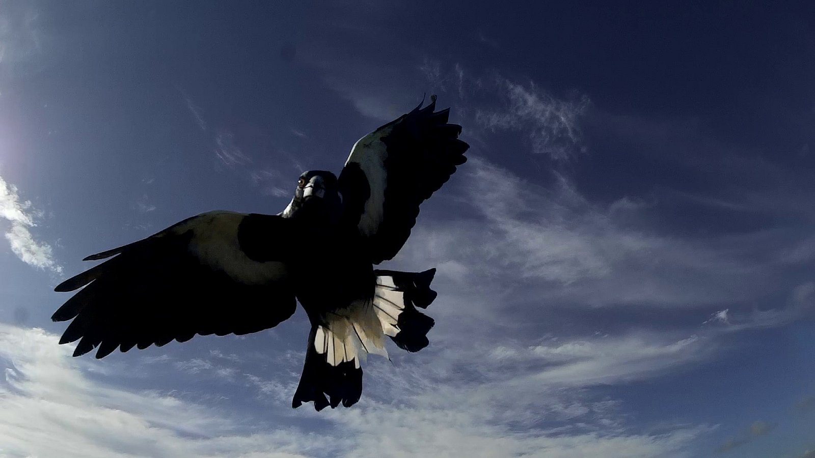 Magpie Attack