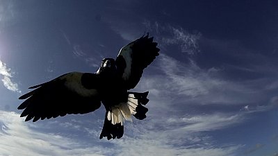 Magpie Attack