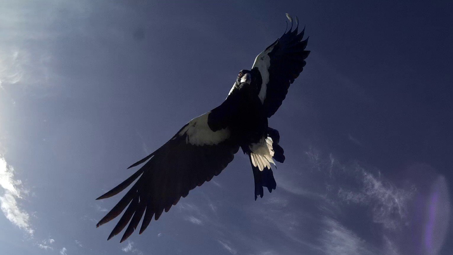 Magpie Attack